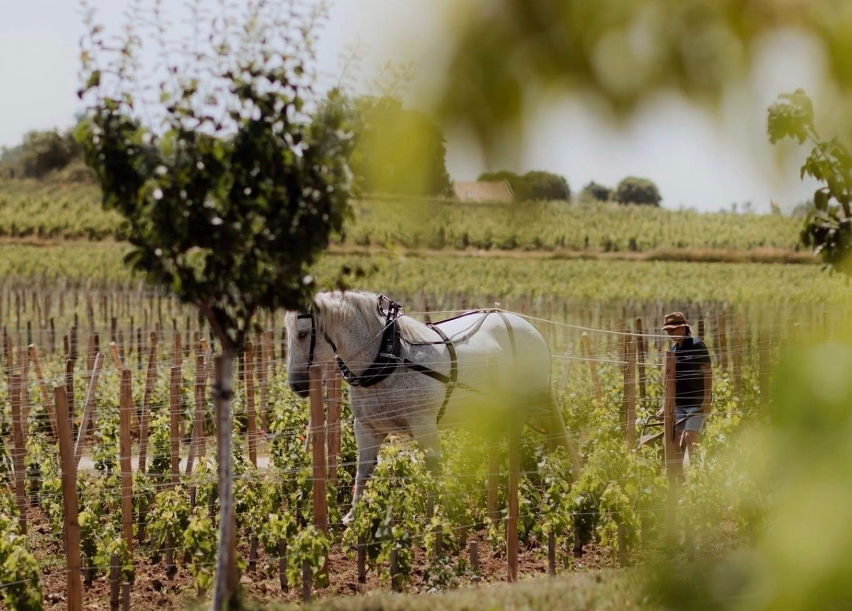 A vineyard in Burgundy worked with a draft horse