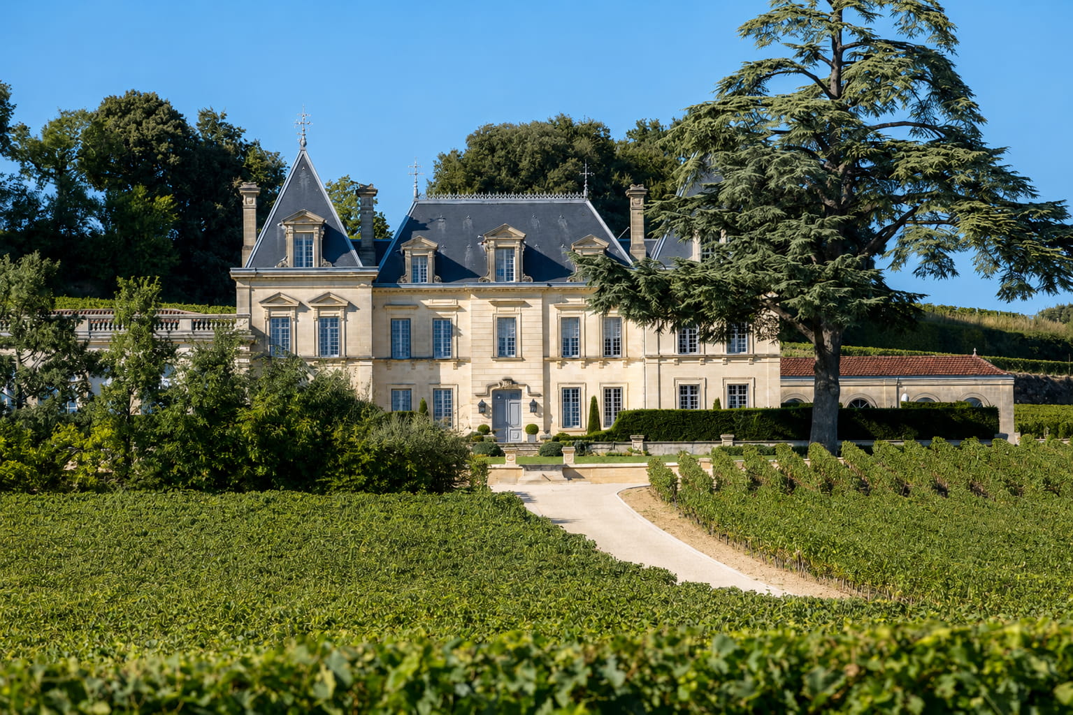 A Bordeaux wine château with mansard roof and a cedar tree, surrounded by vineyards
